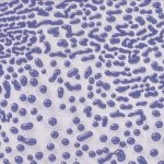 AMACO Crawls - CR-54 - Purple - 1  pint